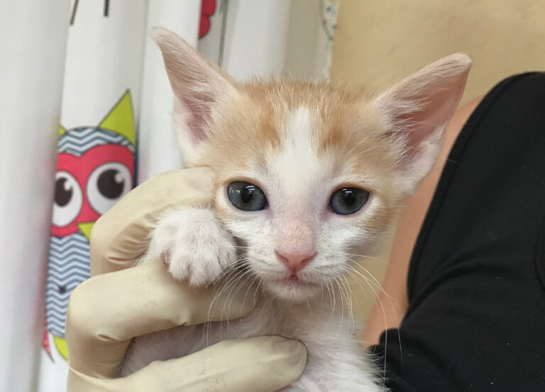 multimedia-foto52499-809-1