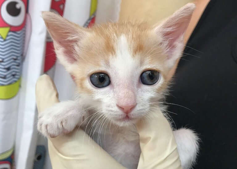 multimedia-foto52500-810-1