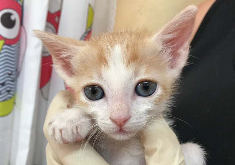 multimedia-foto52501-810-1