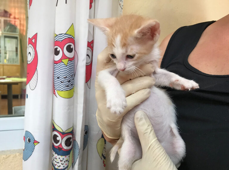 multimedia-foto52503-810-1