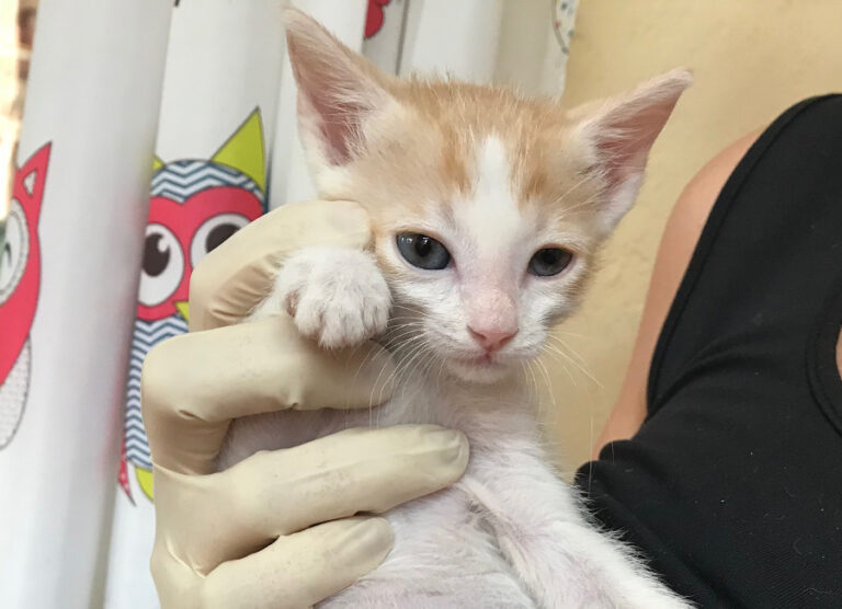 multimedia-foto52504-811-1