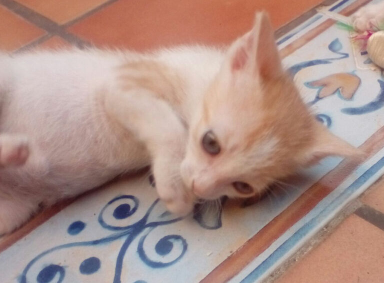 multimedia-foto52505-811-1