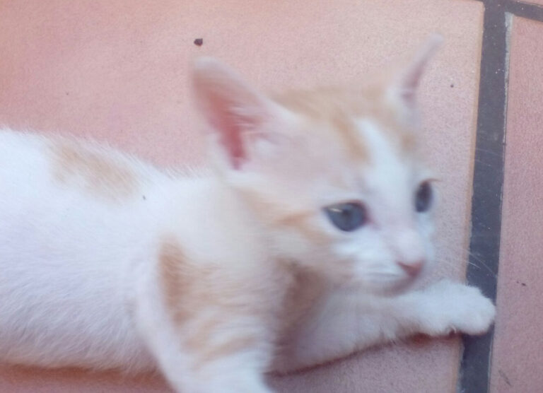 multimedia-foto52506-811-1