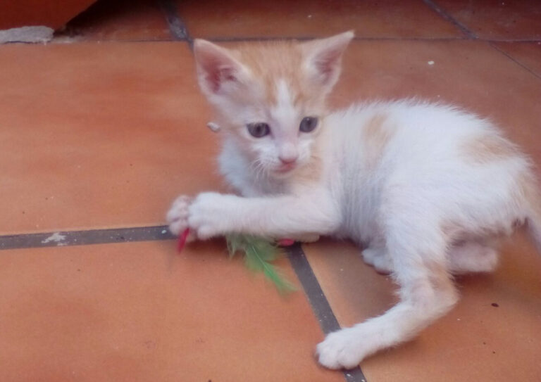 multimedia-foto52507-811-1