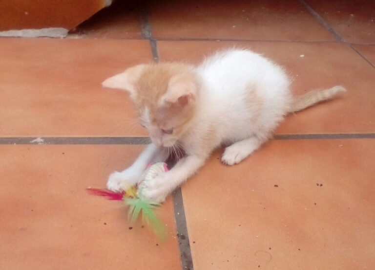 multimedia-foto52508-812-1