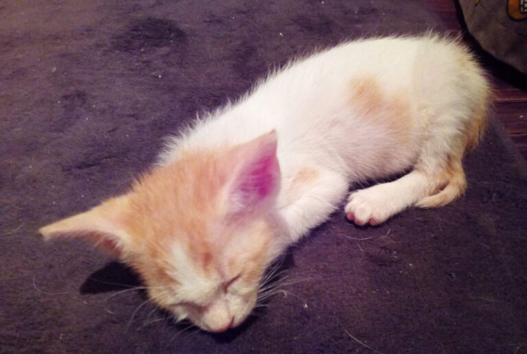 multimedia-foto52510-812-1