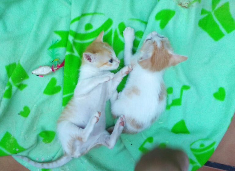 multimedia-foto52512-838-1