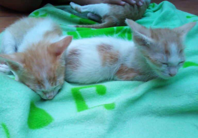 multimedia-foto52513-839-1