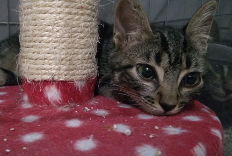 multimedia-foto52534-26-1