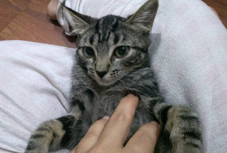 multimedia-foto52535-26-1