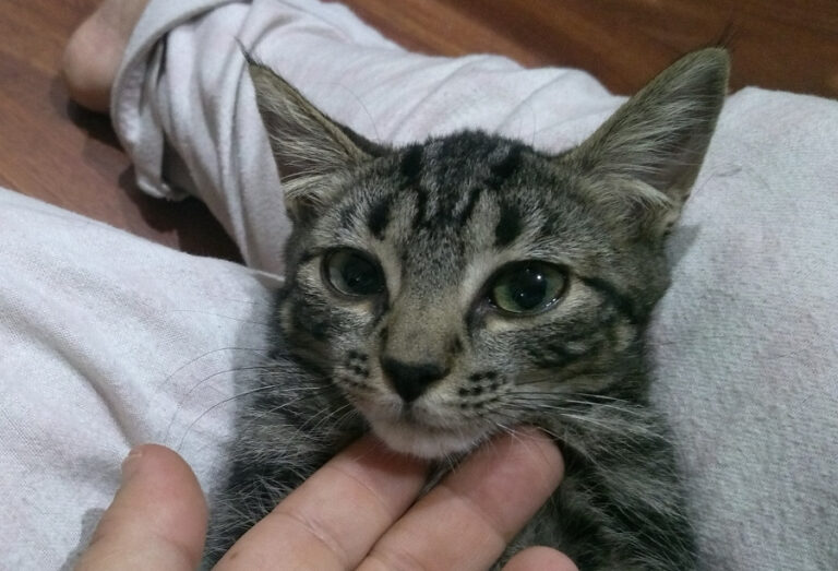 multimedia-foto52536-26-1