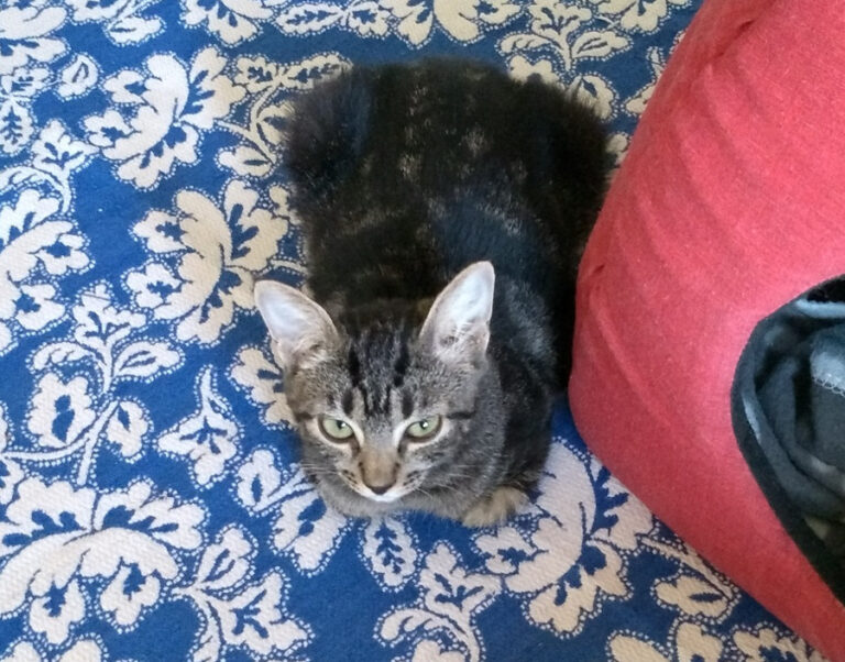 multimedia-foto52539-27-1