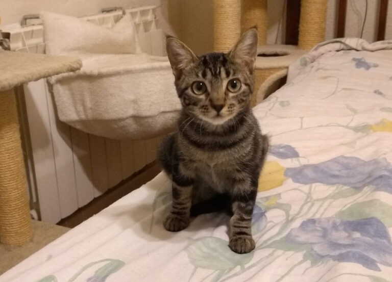 multimedia-foto52541-27-1