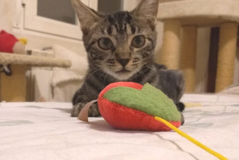 multimedia-foto52542-28-1