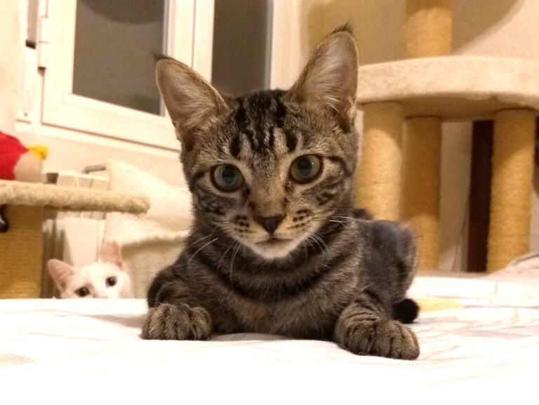 multimedia-foto52543-28-1