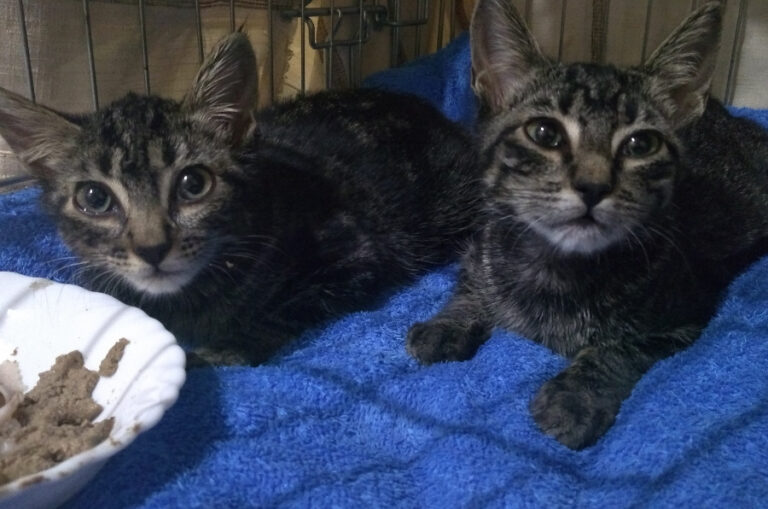 multimedia-foto52544-28-1