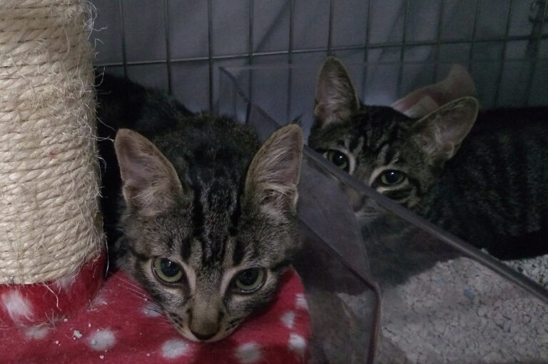 multimedia-foto52545-28-1