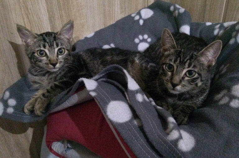 multimedia-foto52546-29-1