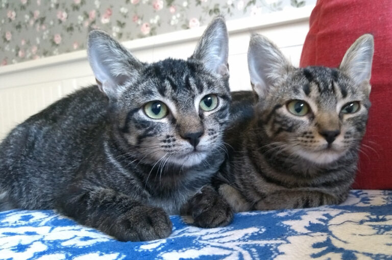 multimedia-foto52548-29-1