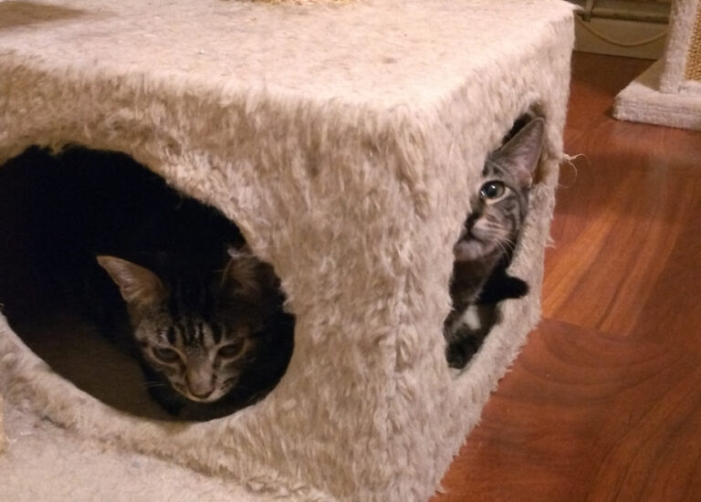 multimedia-foto52549-29-1