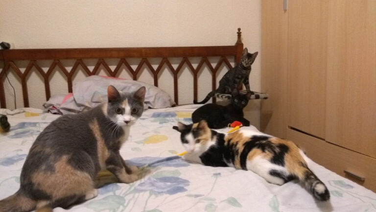 multimedia-foto52551-264-1