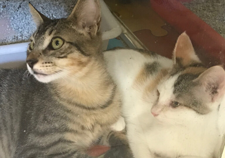 multimedia-foto52618-784-1