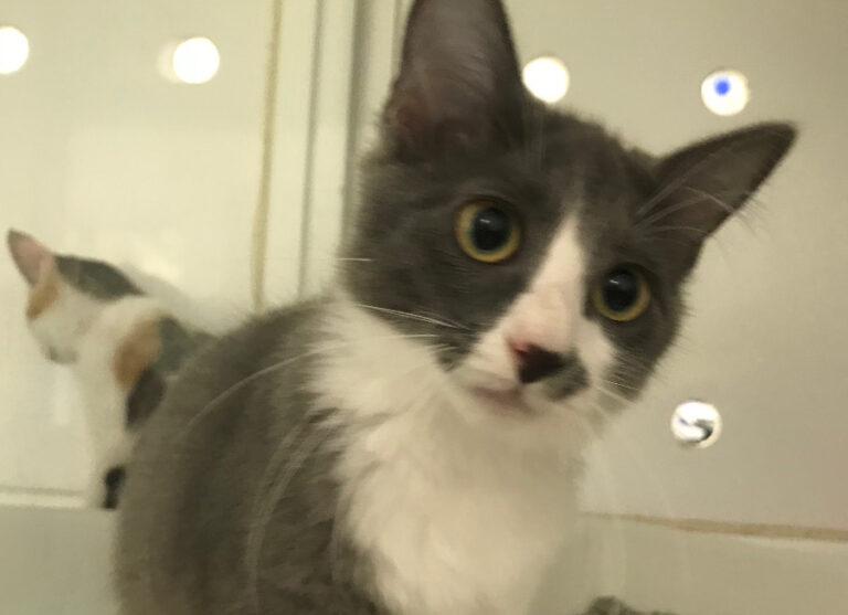 multimedia-foto52624-408-1