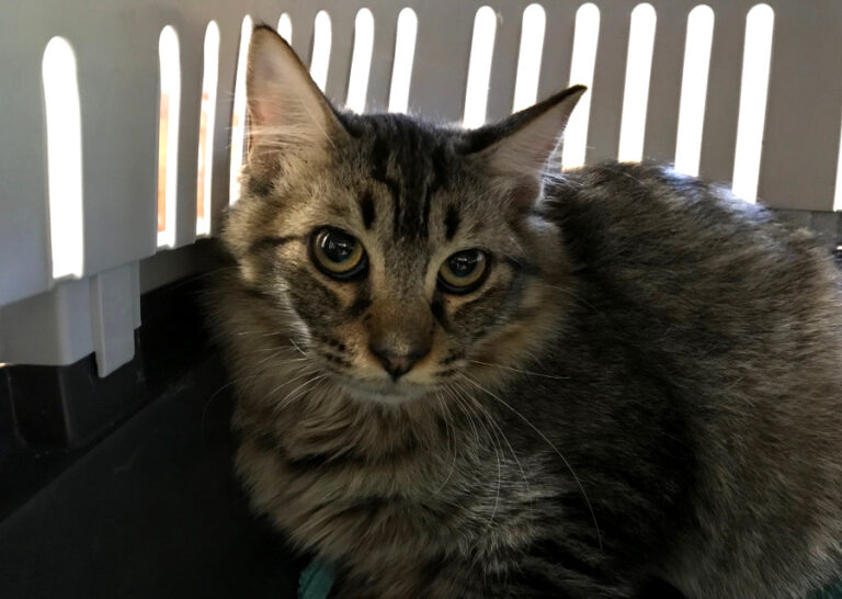 multimedia-foto52630-556-1