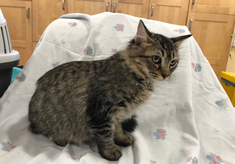 multimedia-foto52631-556-1