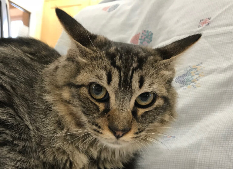 multimedia-foto52632-557-1