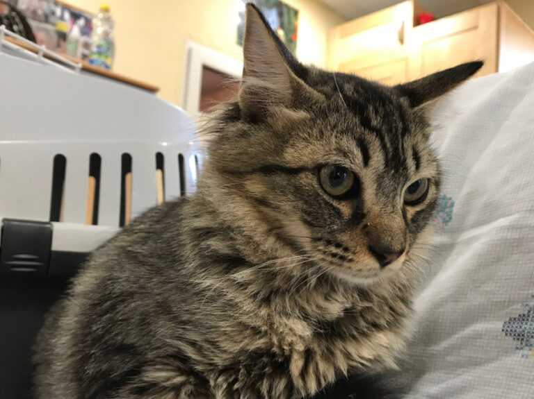 multimedia-foto52634-557-1