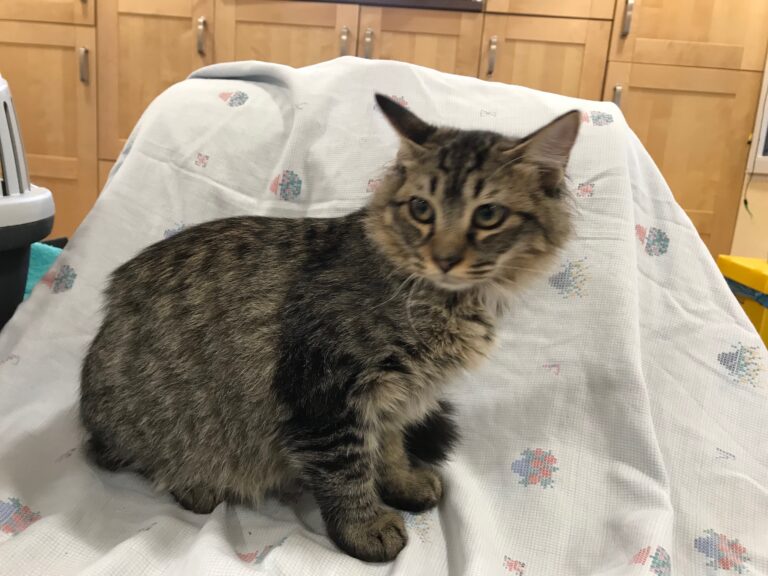 multimedia-foto52636-593-1