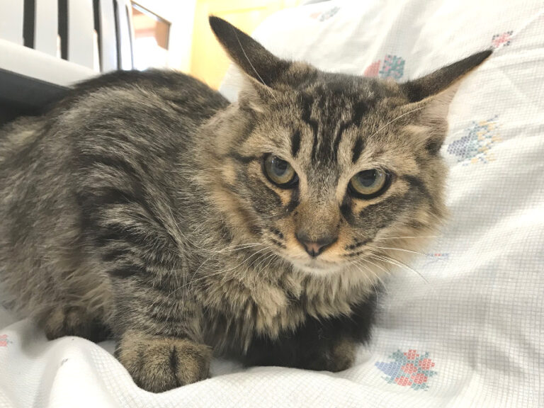 multimedia-foto52637-593-1