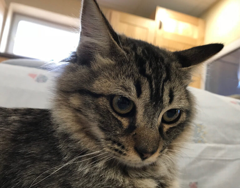 multimedia-foto52639-594-1