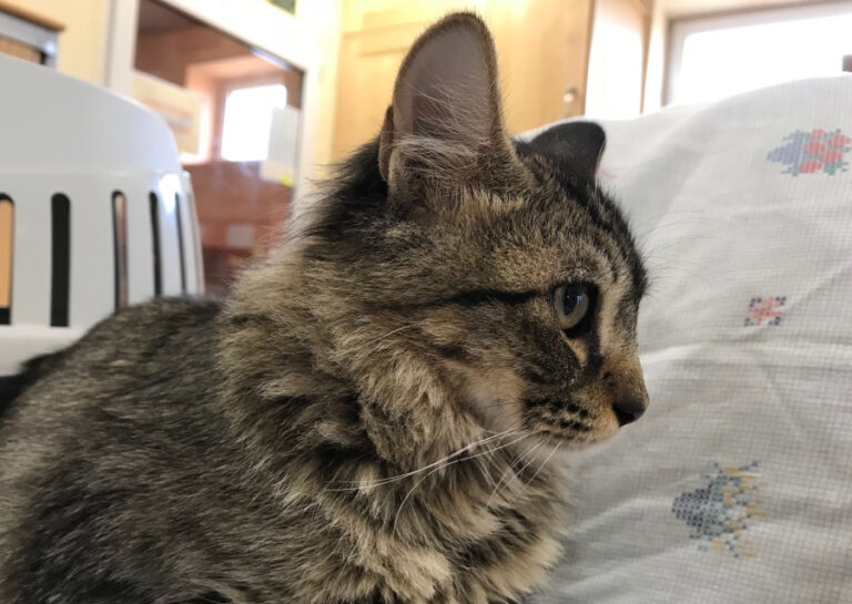 multimedia-foto52640-594-1