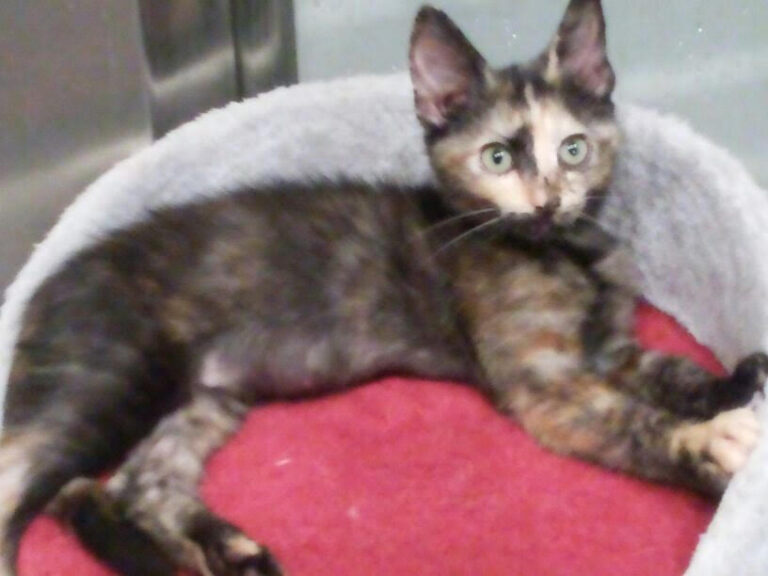 multimedia-foto52679-23-1