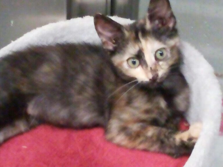 multimedia-foto52682-23-1