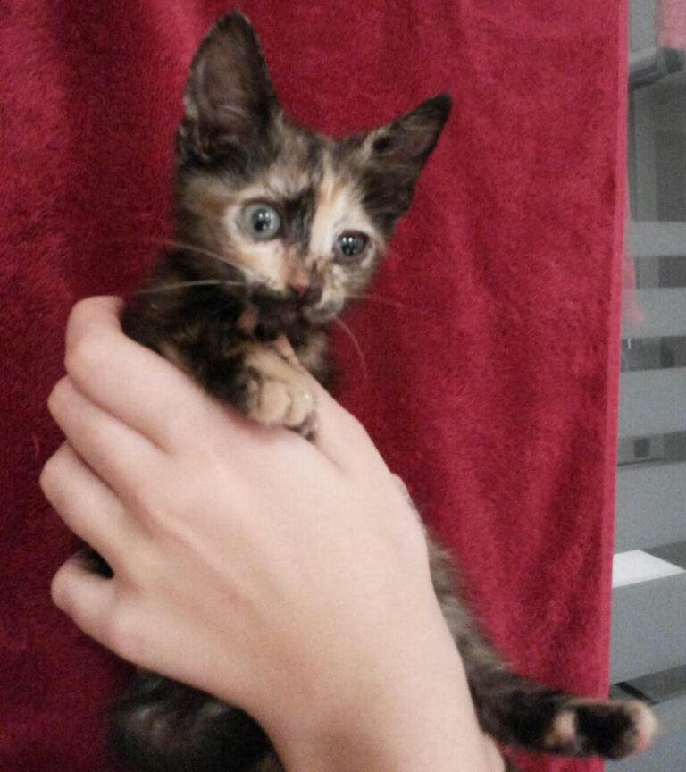 multimedia-foto52683-24-1