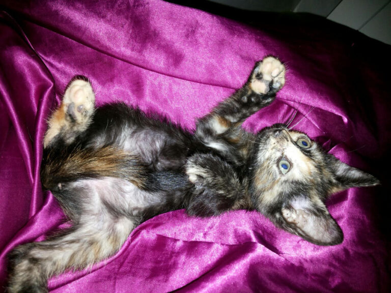 multimedia-foto52692-224-1