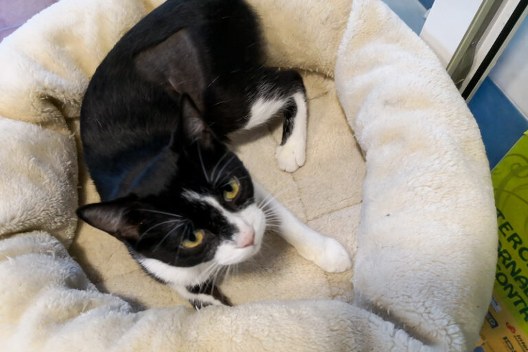 multimedia-foto52707-153-1