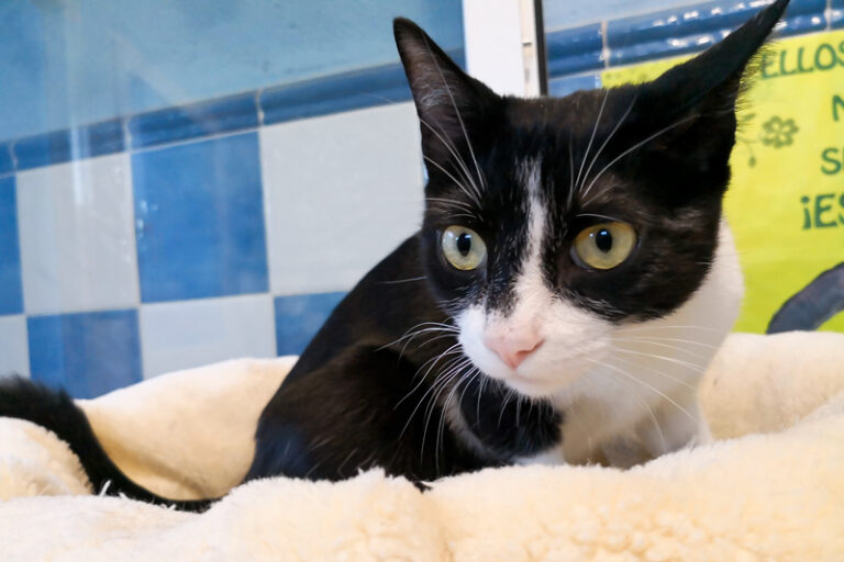 multimedia-foto52708-153-1