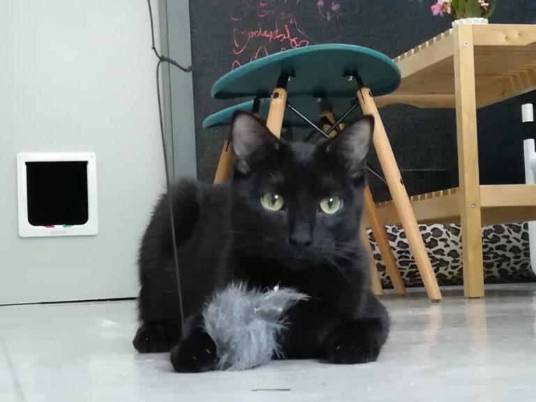 multimedia-foto52812-788-1