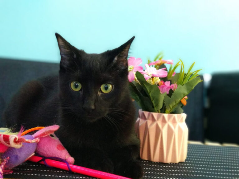 multimedia-foto52815-864-1