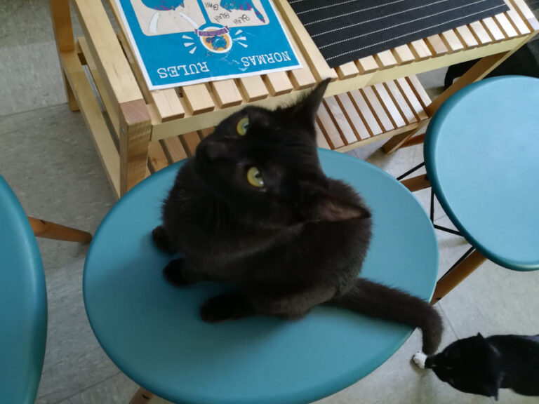 multimedia-foto52816-864-1