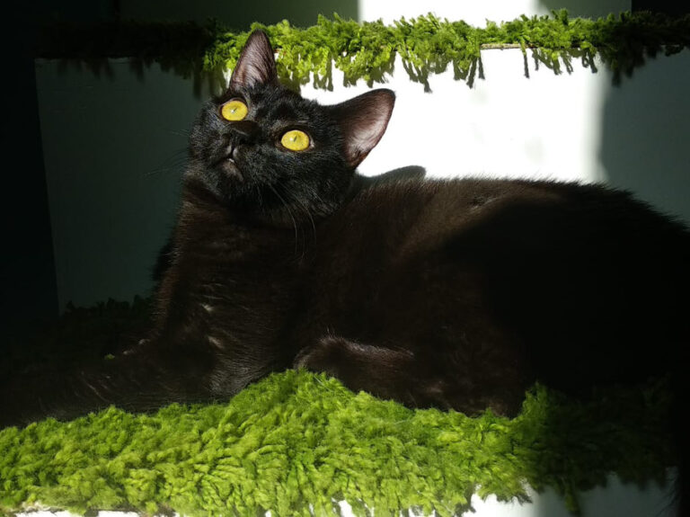 multimedia-foto52817-864-1