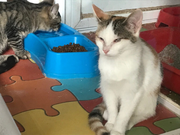 multimedia-foto52834-608-1