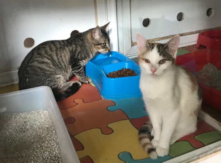 multimedia-foto52836-608-1