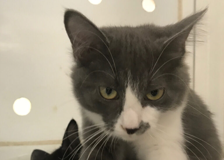 multimedia-foto52870-152-1