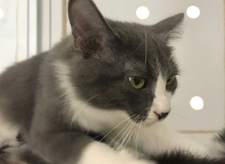 multimedia-foto52871-153-1