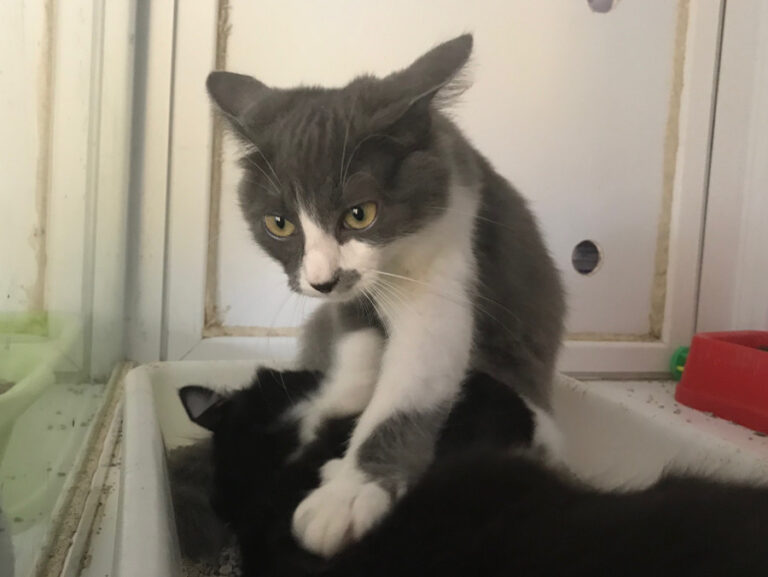 multimedia-foto52872-153-1